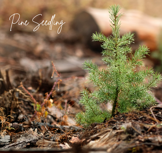 3 Year Pine Seedling